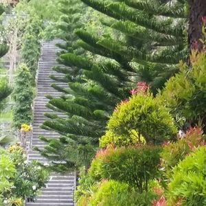 Raid l'Arbre Vert Amazones - Bali
