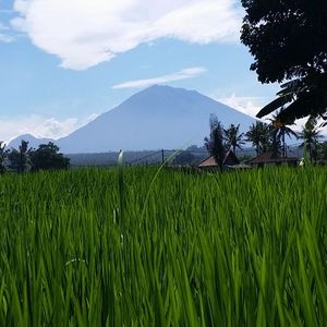 Raid l'Arbre Vert Amazones - Bali