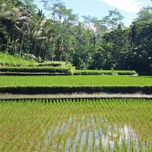 Raid l'Arbre Vert Amazones - Bali