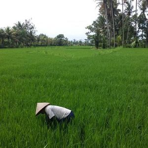 Raid l'Arbre Vert Amazones - Bali