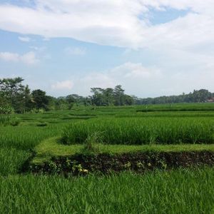 Reco Raid l'Arbre Vert Amazones Bali