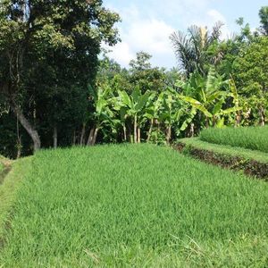 Reco Raid l'Arbre Vert Amazones Bali