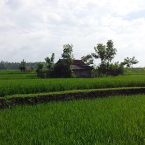 Reco Raid l'Arbre Vert Amazones Bali