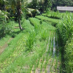 Reco Raid l'Arbre Vert Amazones Bali