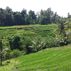 Reco Raid l'Arbre Vert Amazones Bali