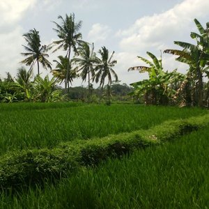 Bali