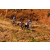 Raid Amazones 2003