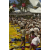 Raid Amazones 2003