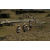 Raid Amazones 2003