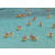 Raid Amazones 2003