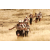 Raid Amazones 2003