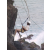 Raid Amazones 2003
