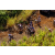 Raid Amazones 2003