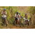 Raid Amazones 2003