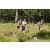 Team 71 / Jour 2 - Treck