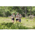 Team 41 / Jour 2 - Treck