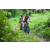 Team 86 / J2 - Epreuve VTT Langkawi