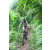 Team 13 / J2 - Epreuve VTT Langkawi