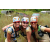 Team 77 / J3 - Epreuve Trek sur Langkawi