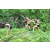 Team 39 / J3 - Epreuve Trek sur Langkawi