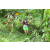 Team 55 / J3 - Epreuve Trek sur Langkawi