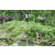 Team 57 / J3 - Epreuve Trek sur Langkawi
