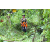 Team 47 / J3 - Epreuve Trek sur Langkawi
