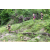 Team 09 / J3 - Epreuve Trek sur Langkawi