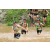Team 53 / J3 - Epreuve Trek sur Langkawi