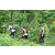 Team 12 / J3 - Epreuve Trek sur Langkawi