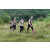 Team 85 / J3 - Epreuve Trek sur Langkawi