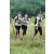 Team 06 / J3 - Epreuve Trek sur Langkawi