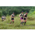 Team 09 / J3 - Epreuve Trek sur Langkawi