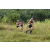 Team 63 / J3 - Epreuve Trek sur Langkawi