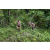 Team 58 / J3 - Epreuve Trek sur Langkawi