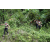 Team 36 / J3 - Epreuve Trek sur Langkawi