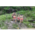 Team 82 / J3 - Epreuve Trek sur Langkawi