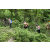 Team 08 / J3 - Epreuve Trek sur Langkawi