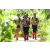Team 25 / J5 - Epreuve VTT / Trek sur Tuba Island