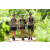 Team 32 / J5 - Epreuve VTT / Trek sur Tuba Island
