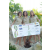 Team 54 / Raid l'Arbre Vert Amazones Cambodge