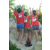 Team 38 / Raid l'Arbre Vert Amazones Cambodge