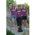 Team 72 / Raid l'Arbre Vert Amazones Cambodge