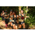Team 28 / Raid l'Arbre Vert - Trek 17 km