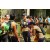 Team 81 / Raid l'Arbre Vert - Trek 17 km