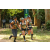 Team 43 / Raid l'Arbre Vert - Trek 17 km