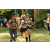 Team 43 / Raid l'Arbre Vert - Trek 17 km