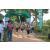 Team 47 / Raid l'Arbre Vert - Trek 17 km