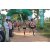 Team 52 / Raid l'Arbre Vert - Trek 17 km