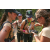 Team 26 / Raid l'Arbre Vert - Trek 17 km